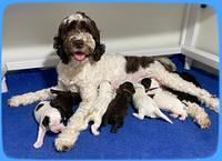 Sundae pups 10 days old 11