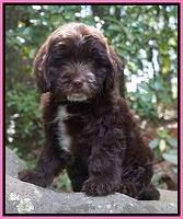 Haley family Guardian : Ramblin Rose aka Rosie 7 week weight: 7 lb 13 oz