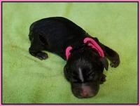 New born Pink girl