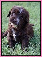 Sundae Camo Pups 5 wks old 31