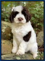 Tolleson family: "Truman" 7 week weight: 7 lb 0 oz