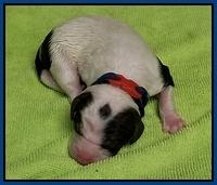 Newborn Sundae Camo Blue boy