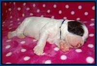 Sundae Camo pups 1 wk old 41