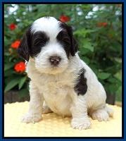 Sundae Camo pups 4 wks old 21