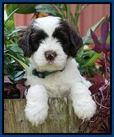 Sundae Camo pups 6 wks old 61