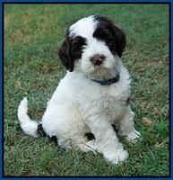 Sundae Camo pups 7 wks old 21