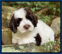 Sundae Camo pups 8 wks old 11100