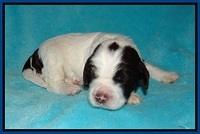 Sundae Dansby pups 2 wks old 51