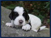 Sundae Dansby pups 3 wks old 41