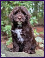 Crane family: " Pickles" 7 week Weight: 7 lb 5 oz