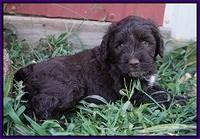 Sundae Camo Pups 5 wks old 131