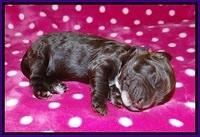 Sundae Camo pups 1 wk old 61