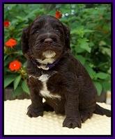 Sundae Camo pups 4 wks old 111