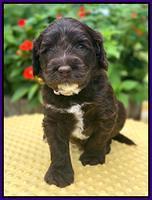 Sundae Camo pups 4 wks old 141