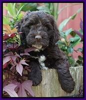Sundae Camo pups 6 wks old 111