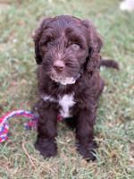 Sundae Camo pups 7 wks old 271