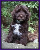 Sundae Camo pups 8 wks old 2200