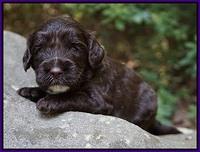 Sundae Dansby pups 3 wks old 101