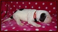 Sundae Camo pups 1 wk old 81