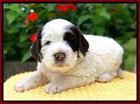 Sundae Camo pups 4 wks old 181