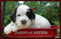 Sundae Camo pups 4 wks old 191