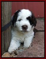 Sundae Camo pups 6 wks old 151
