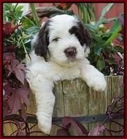 Sundae Camo pups 6 wks old 161