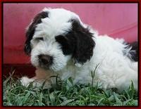 Sundae Camo pups 7 wks old 151