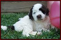 Sundae Camo pups 7 wks old 161