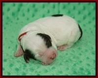 Sundae Camo pups Newborn 41