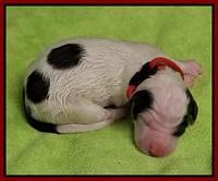 newborn Sundae Camo red boy
