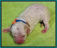 Newborn Sundae Camo Teal girl