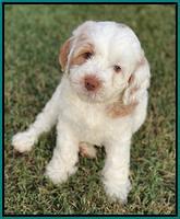 Sundae Camo pups 6 wks old 291