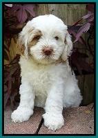 Sundae Camo pups 6 wks old 301