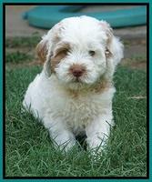 Sundae Camo pups 7 wks old 311