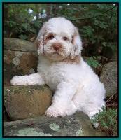Sundae Camo pups 8 wks old 6100