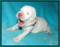 Sundae Dansby pups 2 wks old 121