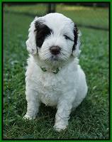 Sundae Camo Pups 5 wks old 261