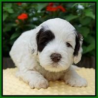 Sundae Camo pups 4 wks old 261