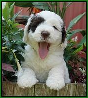 Sundae Camo pups 6 wks old 221