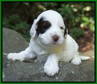 Sundae Dansby pups 3 wks old 201