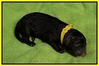 Newborn Sundae Camo yellow girl