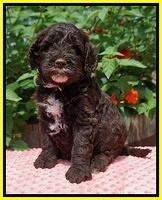 Sundae Camo Pups 5 wks old 301
