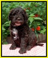 Sundae Camo Pups 5 wks old 321