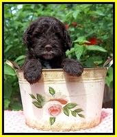 Sundae Camo Pups 5 wks old 331