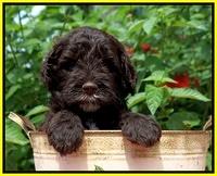 Sundae Camo Pups 5 wks old 341