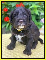 Sundae Camo pups 4 wks old 311