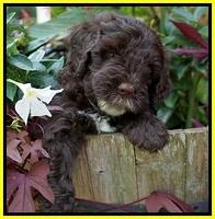 Sundae Camo pups 6 wks old 341