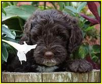 Sundae Camo pups 6 wks old 351