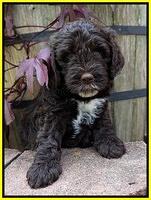 Sundae Camo pups 6 wks old 361